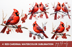 Red Cardinal Watercolor Sublimation Clipart Product Image 1