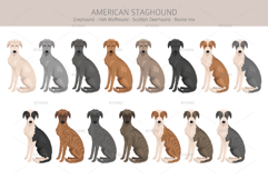 American Staghound dog Product Image 3
