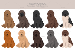 Newfypoo Newfoundland/Poodle mix Product Image 3