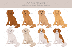 Golden Cavalier dog mix Product Image 3