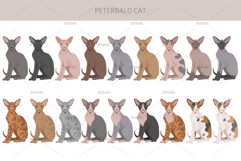 Peterbald cat Product Image 2