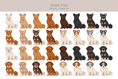 Shiba Poo Shiba Inu Poodle mix Product Image 3