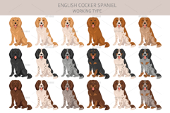 English Cocker Spaniel working-type Product Image 3