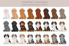 Cavapoo. Cavalier Spaniel-Poodle mix Product Image 3