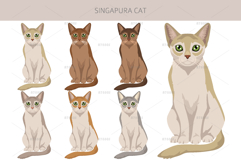 Singapura cat Product Image 3