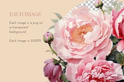 10 Pink Peonies Clipart PNG Product Image 4