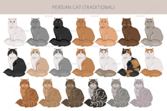 Persian cat. Traditional type Product Image 3