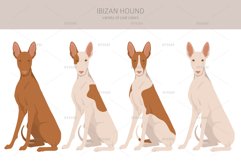 Ibizan hound clipart Product Image 2