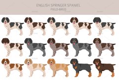 English Springer Spaniel field-bred Product Image 3