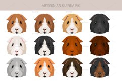 Abyssinian Guinea Pig, Small Pets Product Image 4
