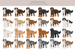Bernedoodle dog mix Product Image 2