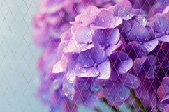 Purple Hydrangea Background, Flowers Background Designs Product Image 4