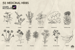 Medicinal herbs Procreate stamp brushes Product Image 4