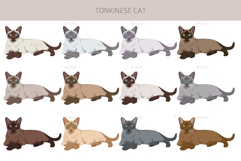 Tonkinese cat clip art Product Image 3