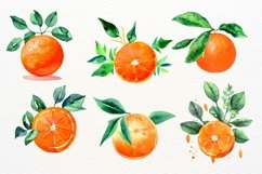 Oranges Illustration, Orange Flowers, Watercolor Tangerine Product Image 4
