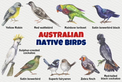 Australian native birds watercolor Product Image 4