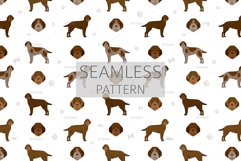 Bohemian Wirehaired Pointing Griffon Product Image 5