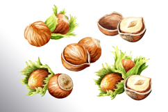 Huzelnuts. Hand drawn watercolor collection Product Image 5
