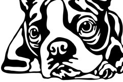 Boston Terrier/Dog Svg/Png/Jpg/Ai/Vector purebred breed Product Image 5