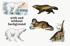 Wild Animals, Vintage Polar Bear Clipart, Raccoon Clipart Product Image 4