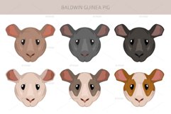 Baldwin Guinea Pig, Hairless Cavie Product Image 3