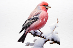 Chirstmas Birds Clipart PNG Product Image 4