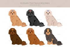 Russian Tsvetnaja Bolonka clipart Product Image 2