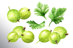 Gooseberry. Watercolor collection Product Image 5