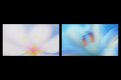 Gentle Floral Bloom Gradient Backgrounds Product Image 4