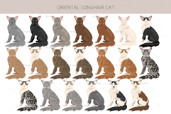 Oriental Longhair cat Product Image 3