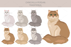 Chinchilla Persian. Traditional type Product Image 3