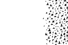 Bird Product Image 4