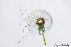 Blowing Dandelions Clipart Bundle PNG Product Image 5