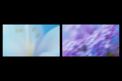 Romantic Bloom Floral Grainy Backgrounds Product Image 4