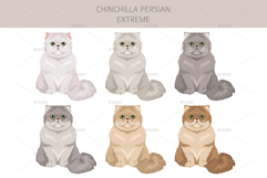 Chinchilla Persian. Extreme type Product Image 3