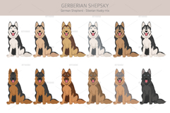 Gerberian Shepsky dog mix Product Image 3