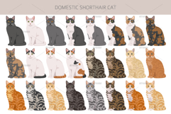 Domestic shorthair cat Product Image 3