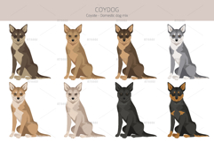 Coydog. Coyote - Domestic dog mix Product Image 3