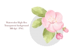 Watercolor Cherry Blossom Clipart Product Image 5