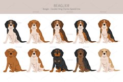 Beaglier-Beagle Cavalier Spaniel mix Product Image 3