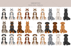 Siberpoo Siberian Husky Poodle mix Product Image 3