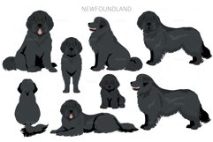 Newfoundland cliaprt Product Image 6