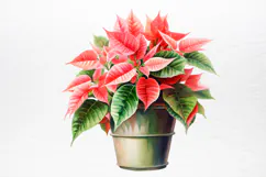 Christmas Houseplants Clipart PNG Product Image 4