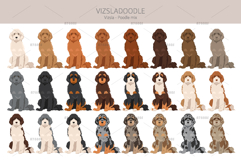 Vizsladoodle. Vizsla Poodle mix Product Image 4