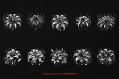 10 Bundle Dark Art Spider Lily Flower Lilies Botanical Product Image 6