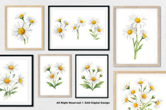 15 Bundle Watercolor Daisy Flower White Floral Chamomile Product Image 4