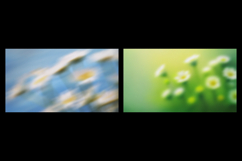 Dreamy Floral Bloom Grainy Backgrounds Product Image 4