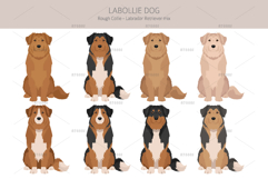 Labollie dog mix Product Image 3