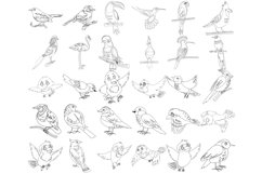 Birds Outlines Set 1 Procreate Brush Stamps, 30 Bird Product Image 4