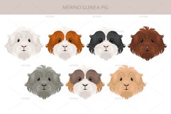 Merino Guinea Pig clipart Product Image 4